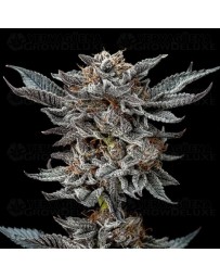 Gorilla 4 - BSF Seeds