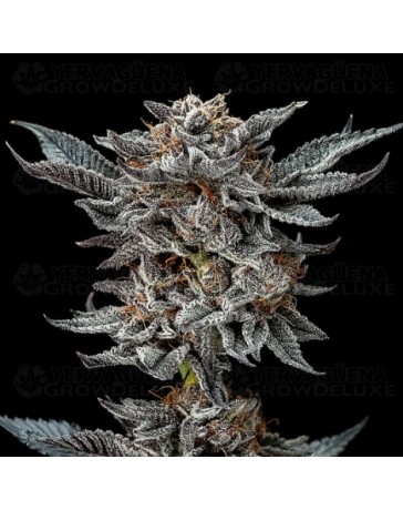Gorilla 4 - BSF Seeds