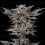 Gorilla 4 - BSF Seeds