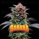 Gorilla Banana - BSF Seeds