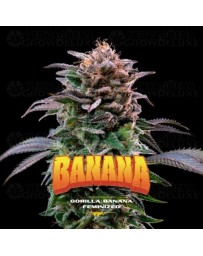 Gorilla Banana - BSF Seeds