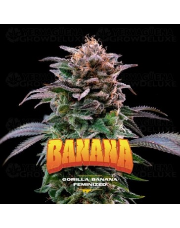 Gorilla Banana - BSF Seeds