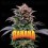 Gorilla Banana - BSF Seeds
