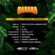 Gorilla Banana - BSF Seeds