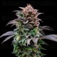 Gorilla Banana - BSF Seeds