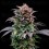 Gorilla Banana - BSF Seeds
