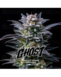 Gorilla Ghost - BSF Seeds