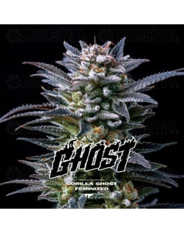 Gorilla Ghost - BSF Seeds