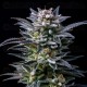 Gorilla Ghost - BSF Seeds
