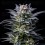 Gorilla Ghost - BSF Seeds