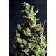 Amnesia 5 CBD Seeds