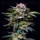 Gorilla Rainbow - BSF Seeds
