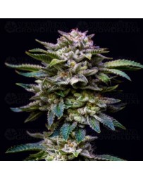Gorilla Rainbow - BSF Seeds
