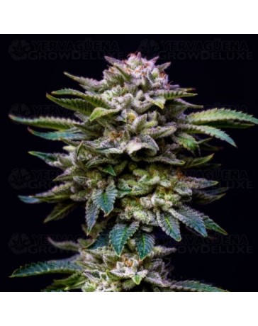 Gorilla Rainbow - BSF Seeds