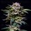 Gorilla Rainbow - BSF Seeds