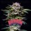 Gorilla Rainbow - BSF Seeds