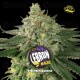  Lebron Haze - BSF Seeds 