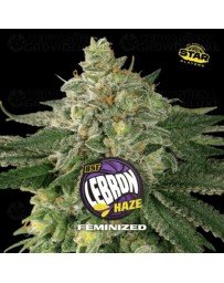  Lebron Haze - BSF Seeds 
