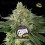  Lebron Haze - BSF Seeds 