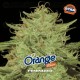 Orange Blossom - BSF Seeds 