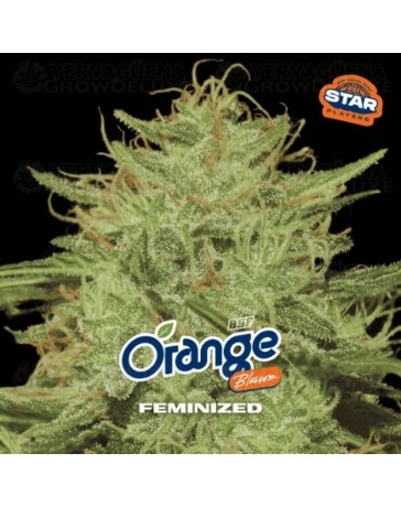 Orange Blossom - BSF Seeds 