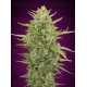 Auto Super Skunk - 00 Seeds