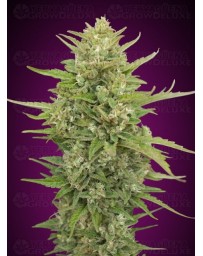 Auto Super Skunk - 00 Seeds