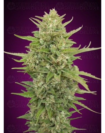 Auto Super Skunk - 00 Seeds