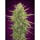 Auto Super Skunk - 00 Seeds