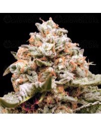 Auto Rainbow Mints - 00 Seeds