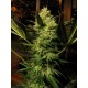 Cheese CBD Seeds