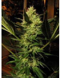 Cheese CBD Seeds