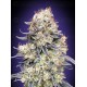 Auto Purple Punch - 00 Seeds