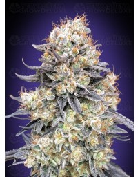 Auto Purple Punch - 00 Seeds