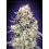 Auto Purple Punch - 00 Seeds