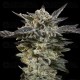 Auto Oreoz - 00 Seeds