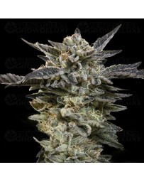 Auto Oreoz - 00 Seeds