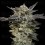 Auto Oreoz - 00 Seeds