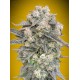 Auto Mimosa - 00 Seeds