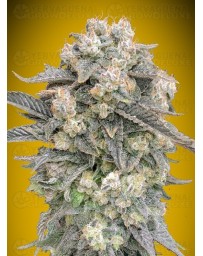 Auto Mimosa - 00 Seeds