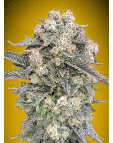 Auto Mimosa - 00 Seeds