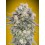 Auto Mimosa - 00 Seeds