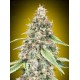 Auto Lemon OG - 00 Seeds
