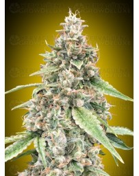 Auto Lemon OG - 00 Seeds