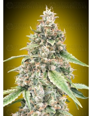 Auto Lemon OG - 00 Seeds