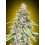 Auto Lemon OG - 00 Seeds