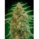 Auto Gorilla - 00 Seeds