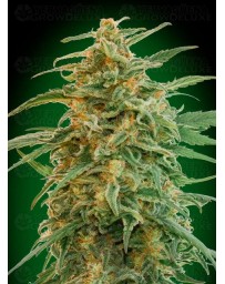 Auto Gorilla - 00 Seeds
