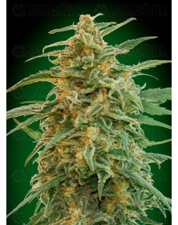 Auto Gorilla - 00 Seeds