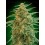 Auto Gorilla - 00 Seeds